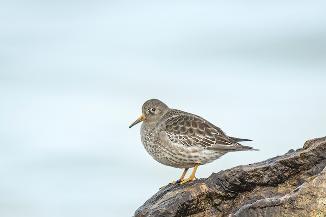 Purple Sandpiper ML628093188