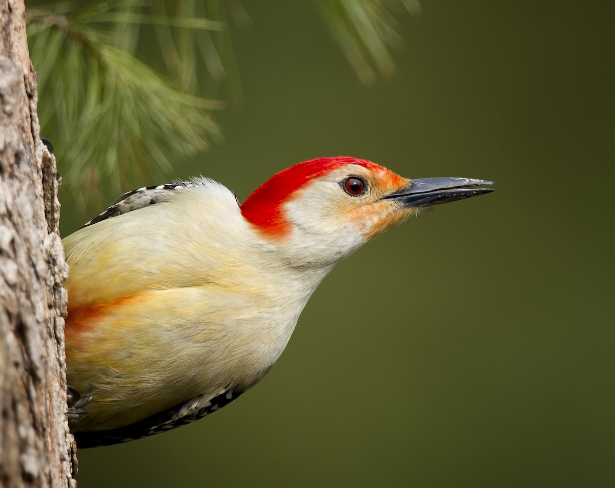 Red-bellied Woodpecker - David  Franzen