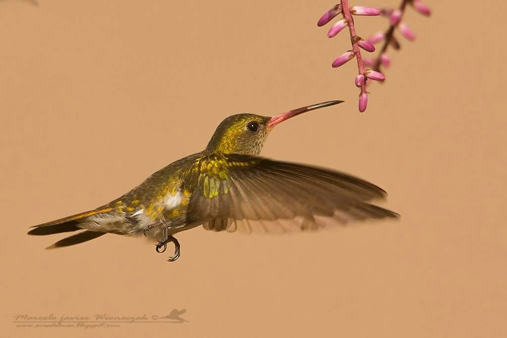 Gilded Hummingbird - Marcelo Allende
