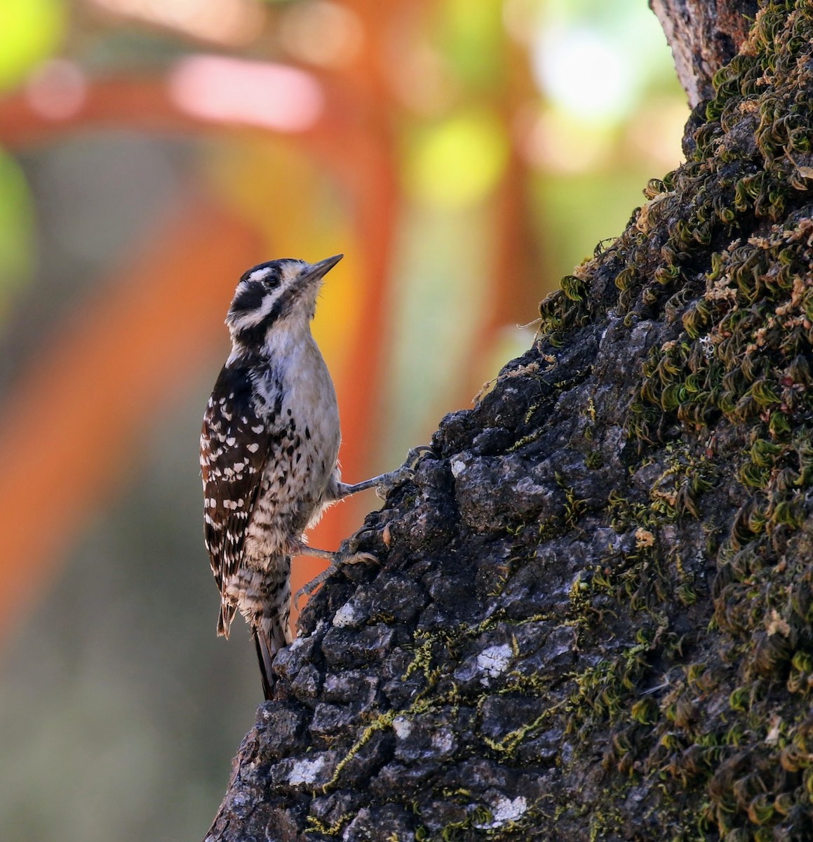 Nuttall's Woodpecker - ML62815201