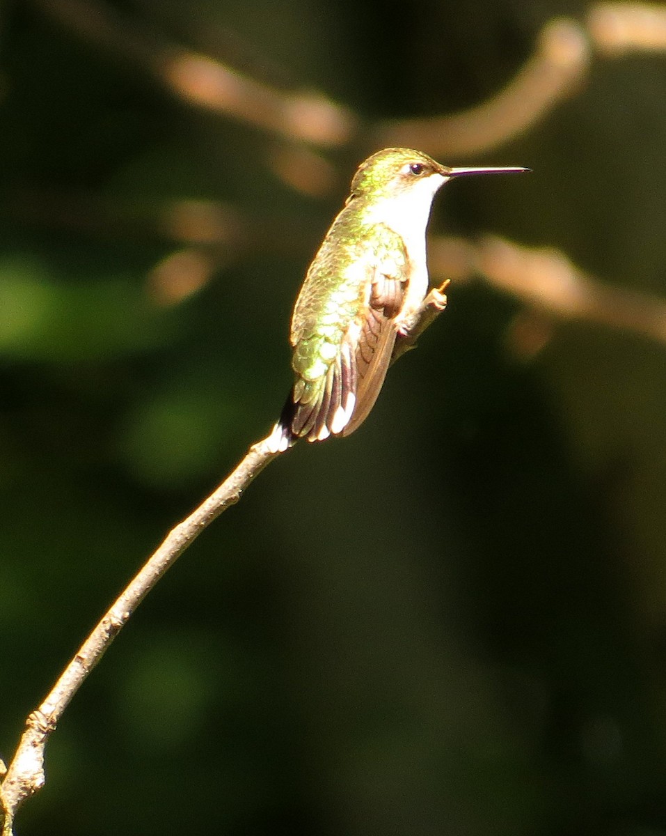 Ruby-throated Hummingbird - Pam Campbell