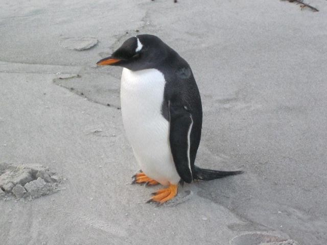 Gentoo Penguin - Birdline Australia