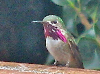 Calliope Hummingbird - Rita Carratello