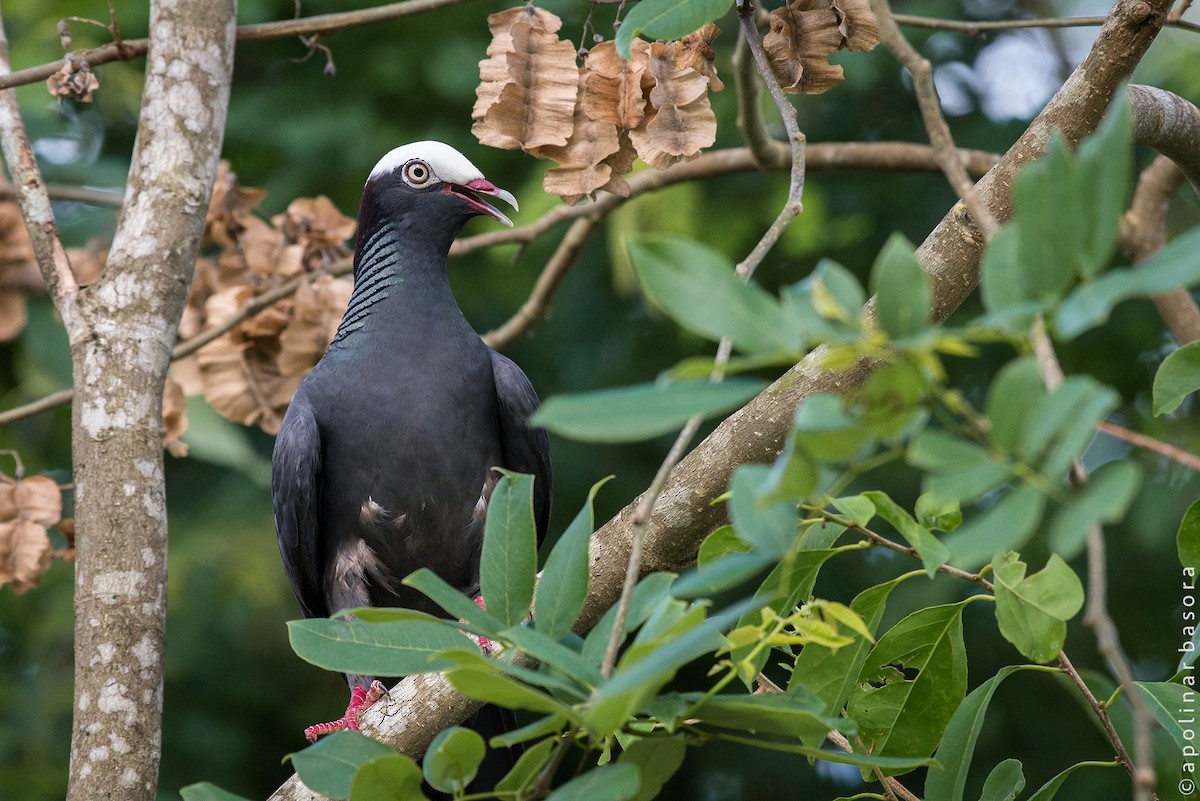 White-crowned Pigeon - ML62818101