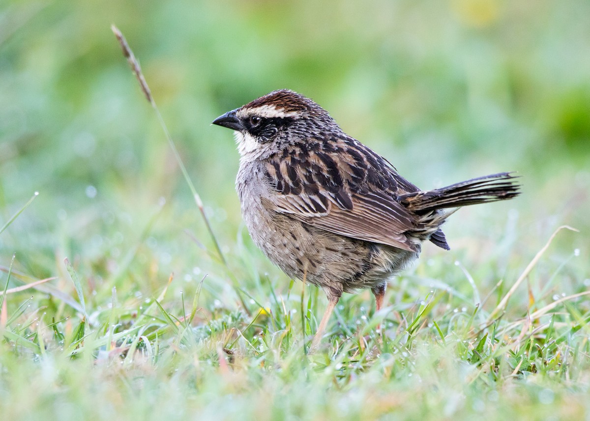 Striped Sparrow - ML62818481