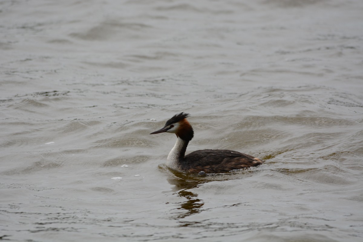 Great Crested Grebe - ML62819281