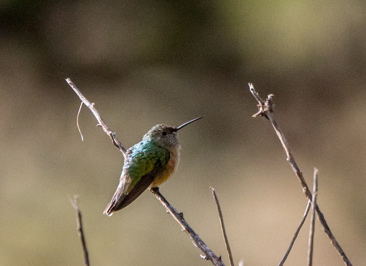 Broad-tailed Hummingbird - Rhys Marsh