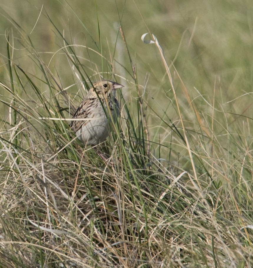 Baird's Sparrow - ML62822391