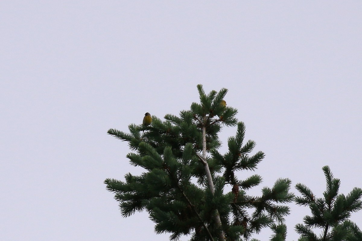 Lawrence's Goldfinch - ML62824391