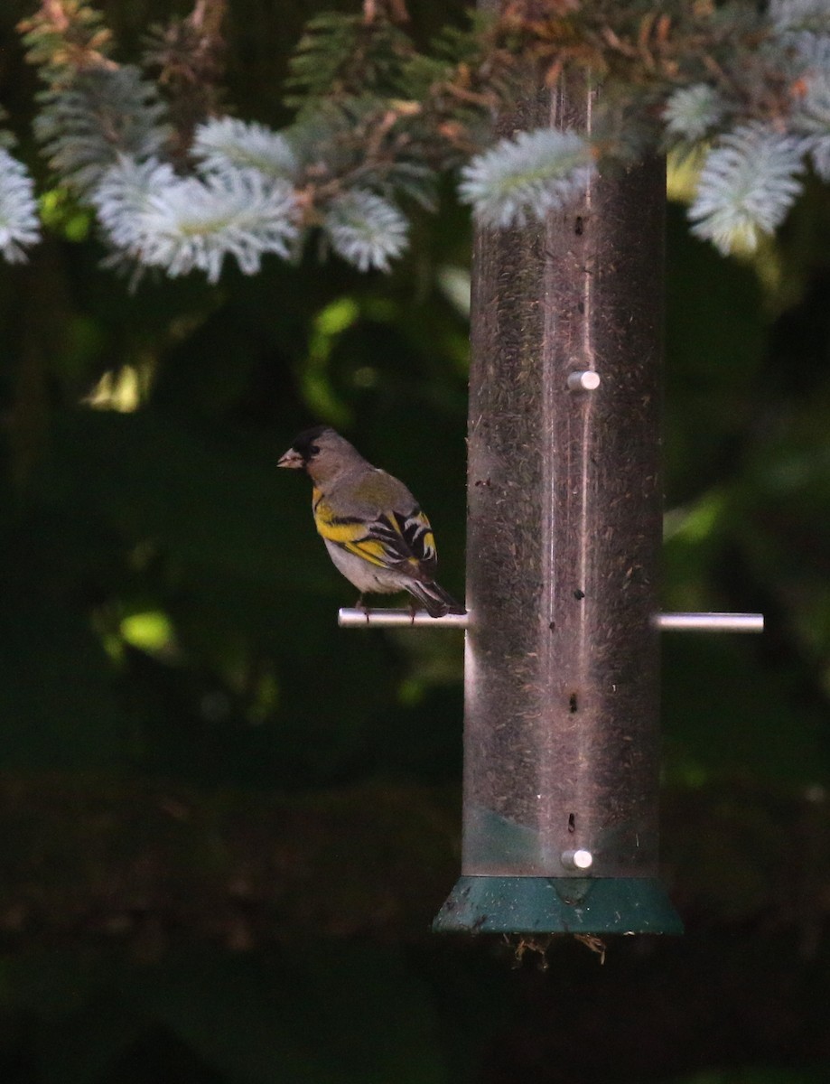 Lawrence's Goldfinch - ML62824521