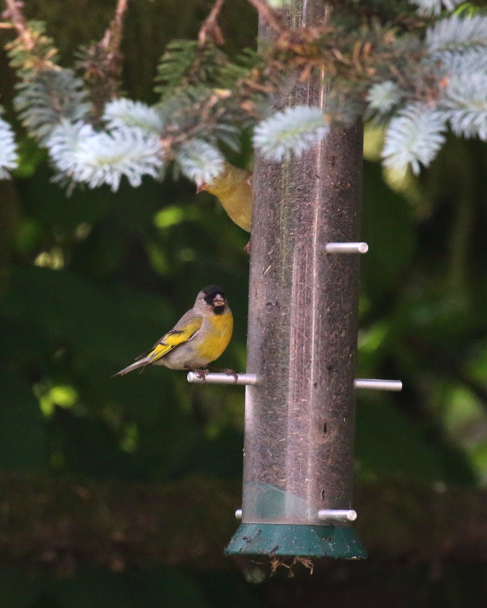Lawrence's Goldfinch - ML62824551