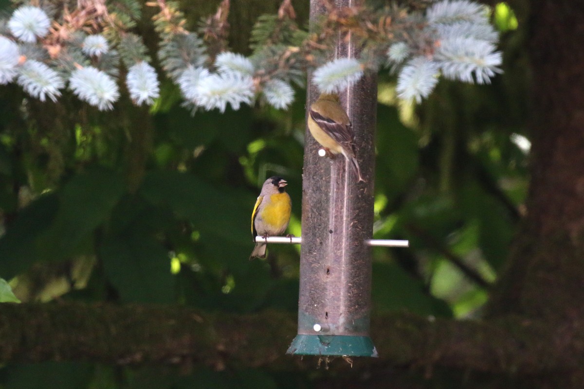 Lawrence's Goldfinch - ML62824601