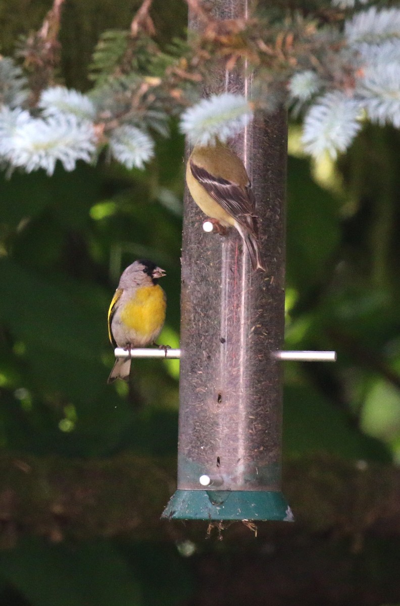 Lawrence's Goldfinch - ML62824631