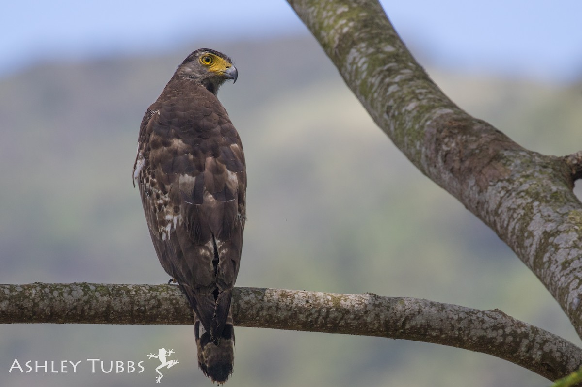 Crested Serpent-Eagle - ML62826171