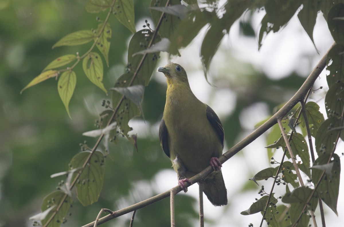 Sri Lanka Green-Pigeon - ML62826251