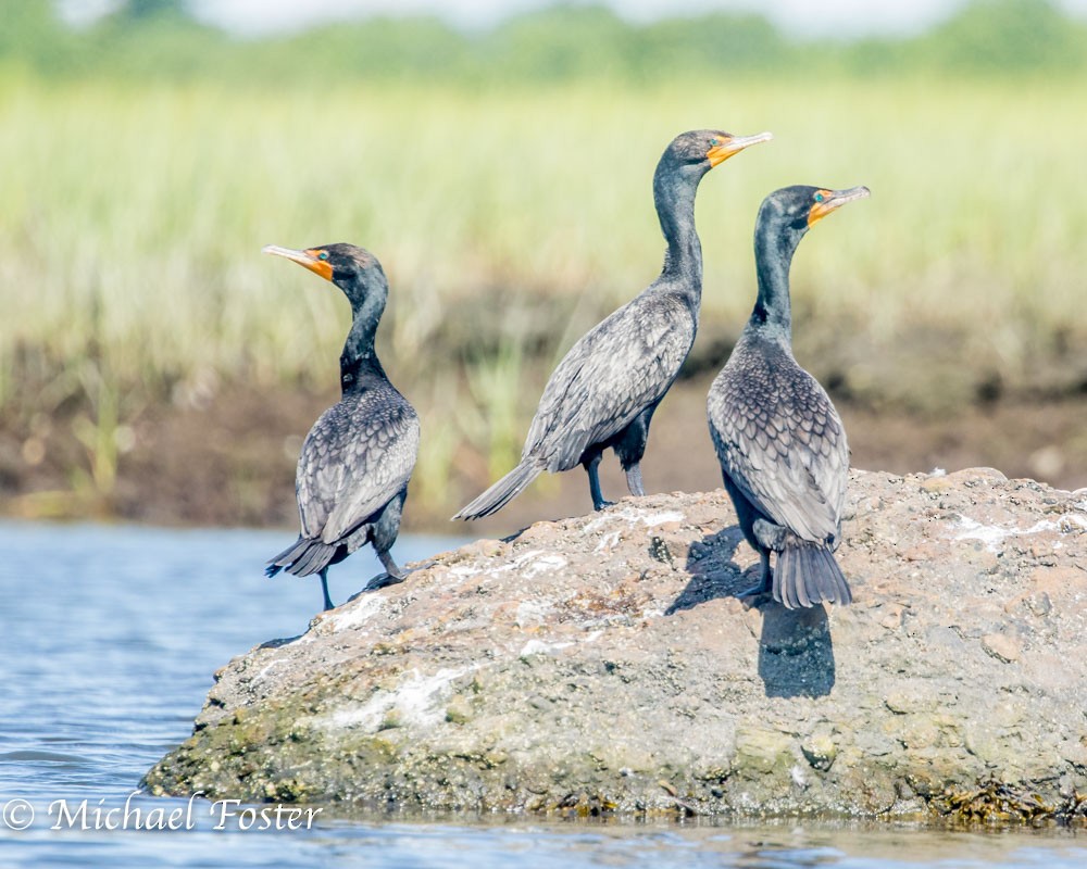 Double-crested Cormorant - Michael Foster