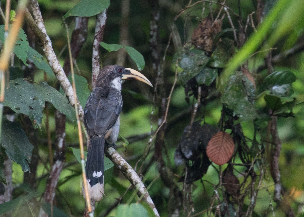 Sri Lanka Gray Hornbill - Ashley Wahlberg (Tubbs)