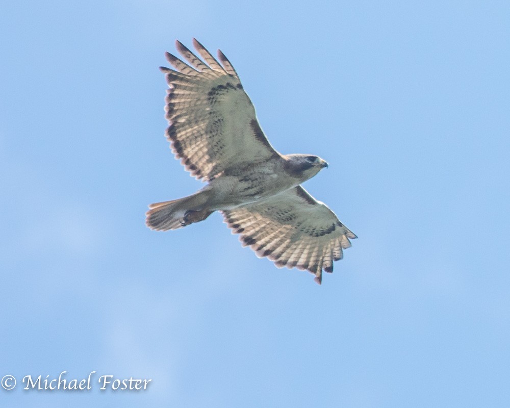 Red-tailed Hawk - ML62826631