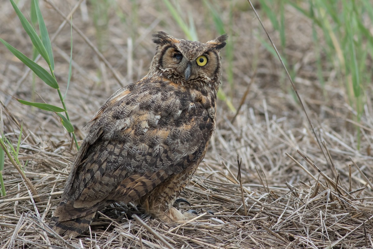Great Horned Owl - Tom Johnson