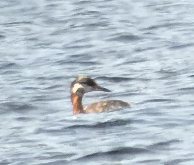 Red-necked Grebe - ML62829181
