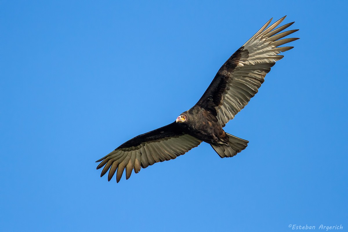 Lesser Yellow-headed Vulture - Esteban Argerich