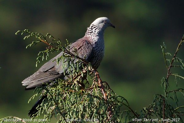 Speckled Wood-Pigeon - Tom Tarrant