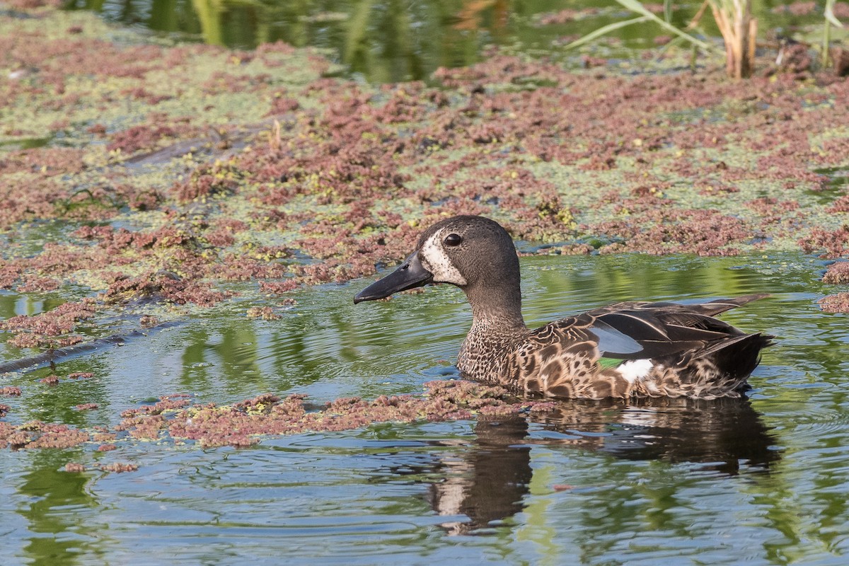 Blue-winged Teal - ML62834671