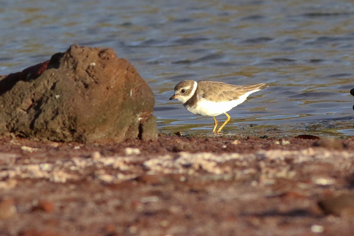 Semipalmated Plover - ML62835011