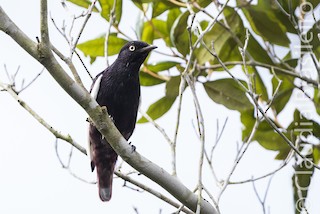  - White-winged Cotinga