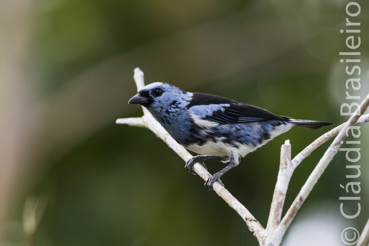 White-bellied Tanager - ML62835831
