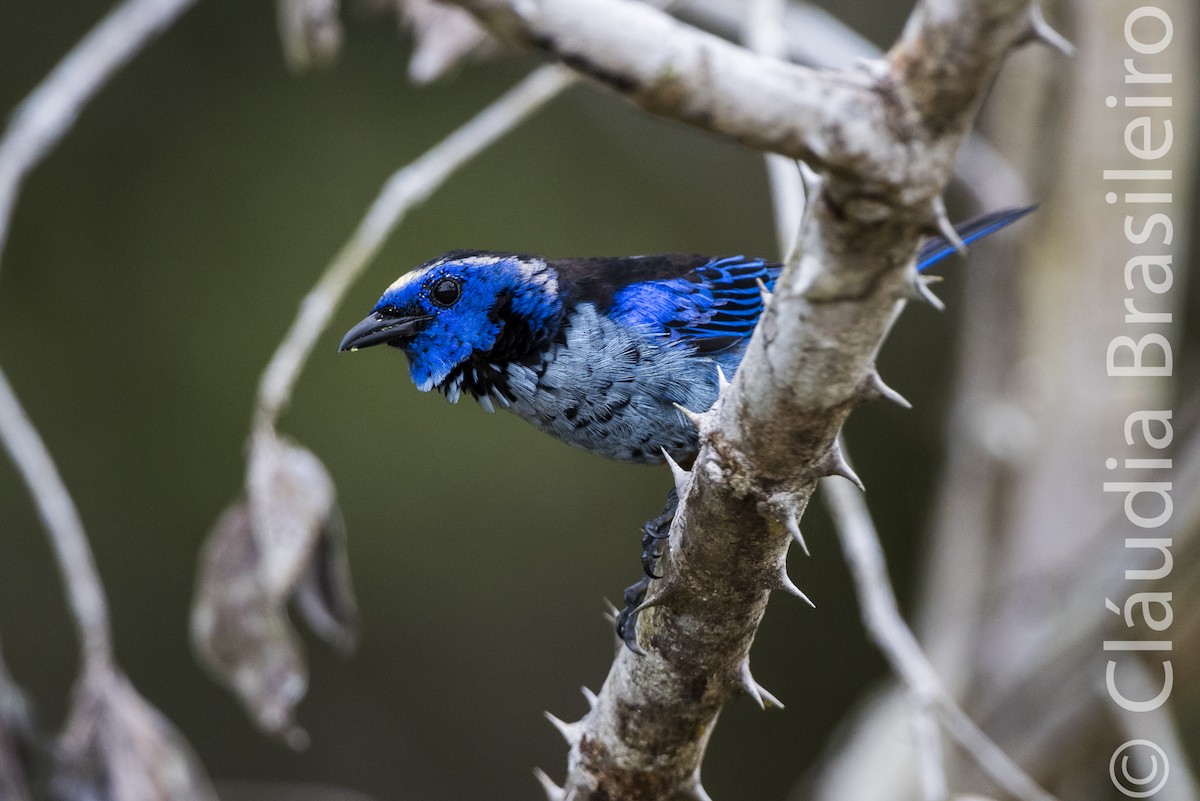 Opal-rumped Tanager (Silver-breasted) - ML62835861