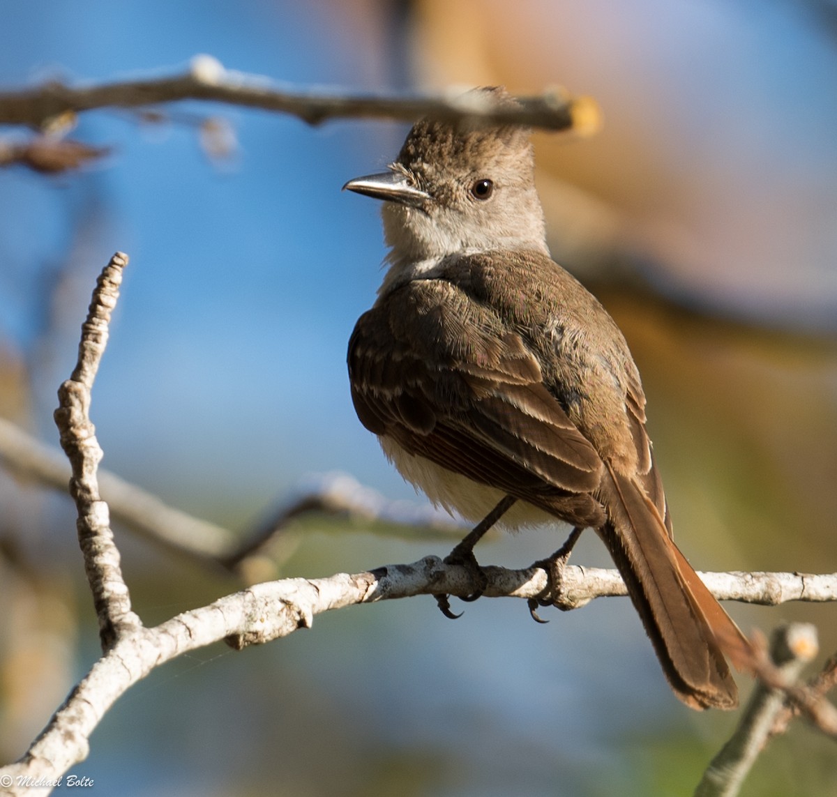 Ash-throated Flycatcher - Michael Bolte