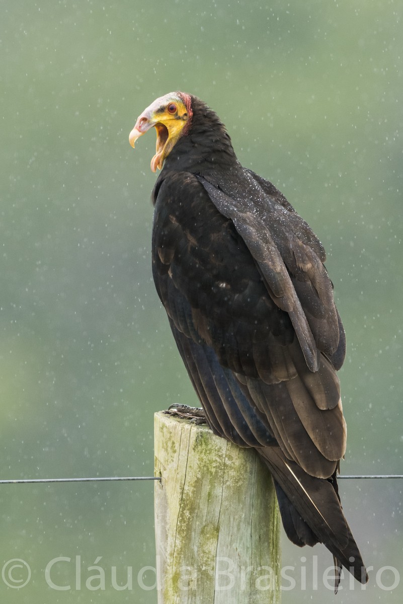Lesser Yellow-headed Vulture - ML62836091