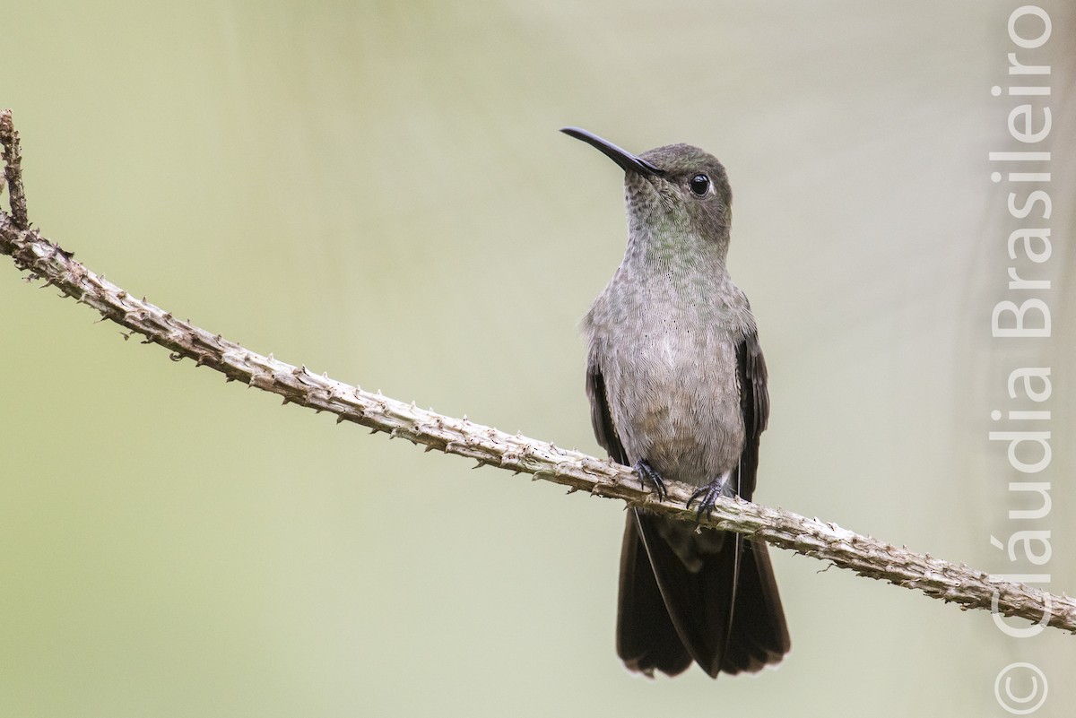 Sombre Hummingbird - Claudia Brasileiro