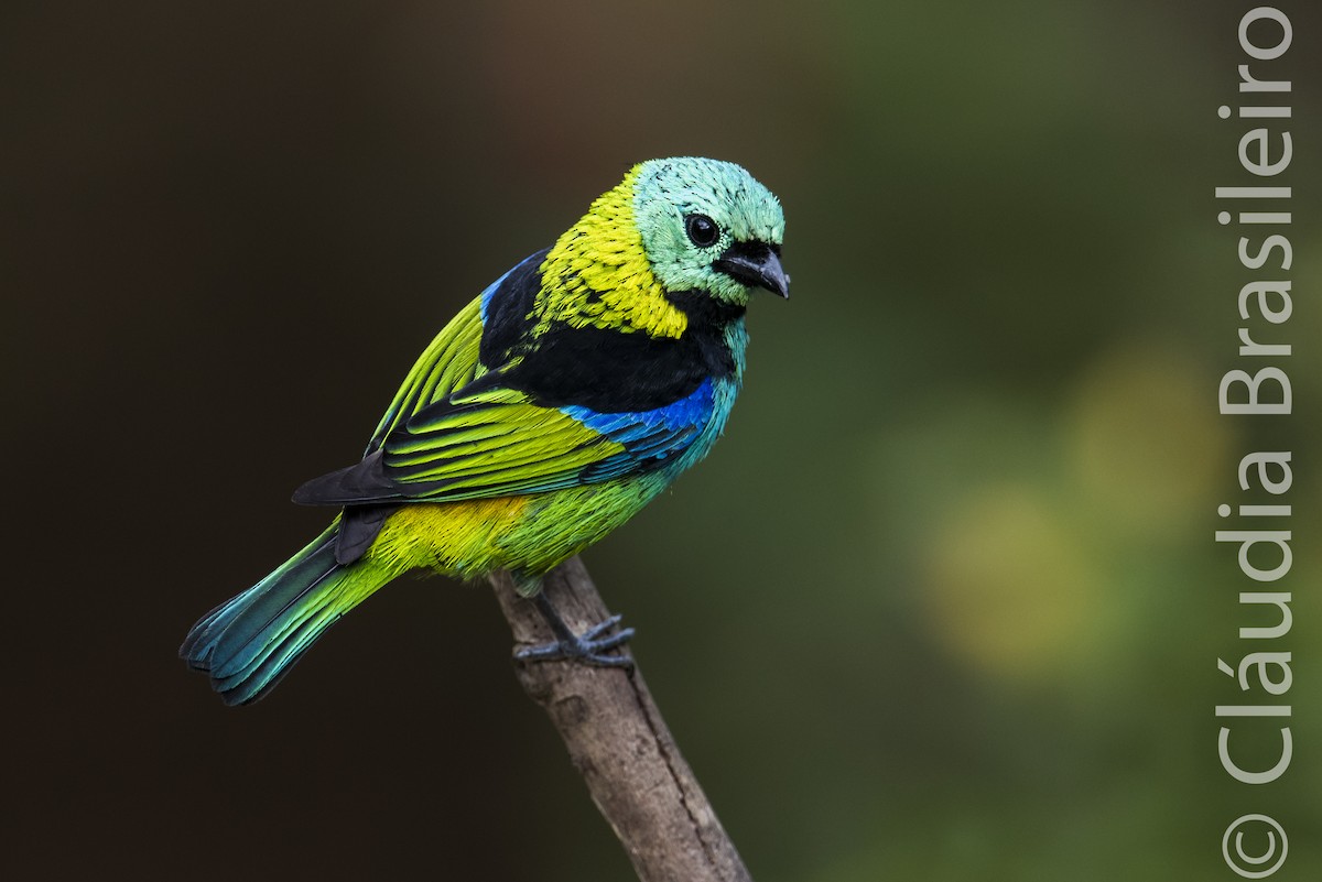 Green-headed Tanager - ML62837321
