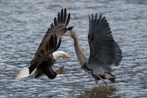 Bald Eagle
