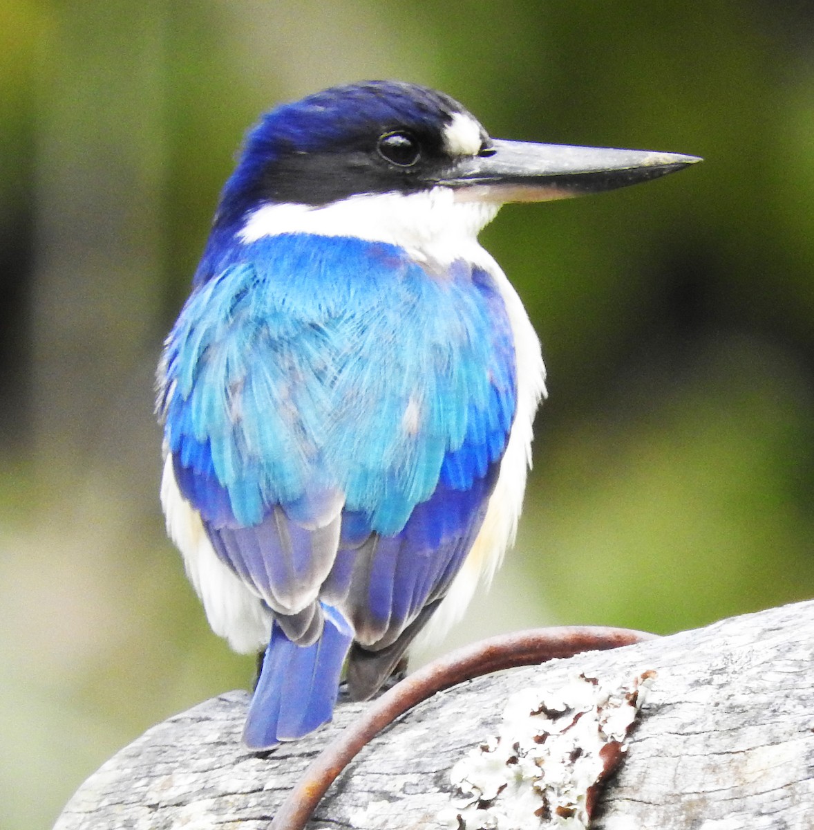Forest Kingfisher - Niel Bruce