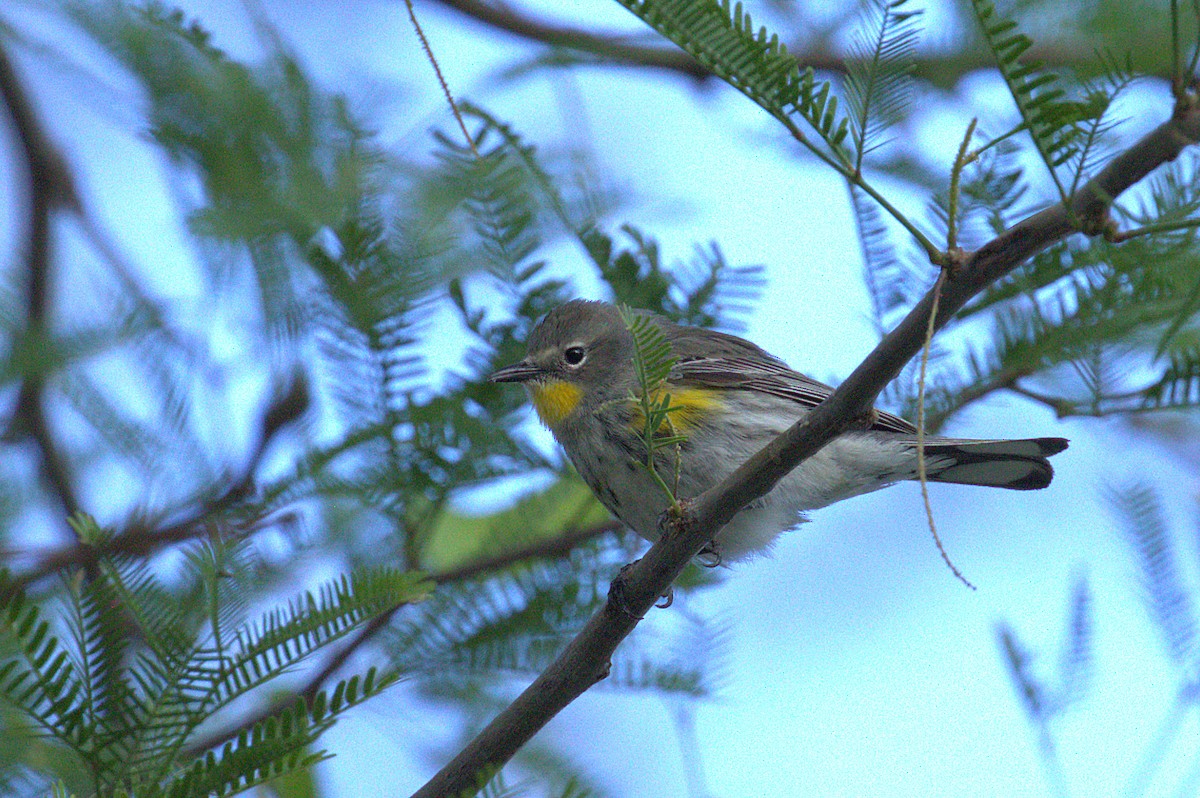 Yellow-rumped Warbler (Audubon's) - ML62839541