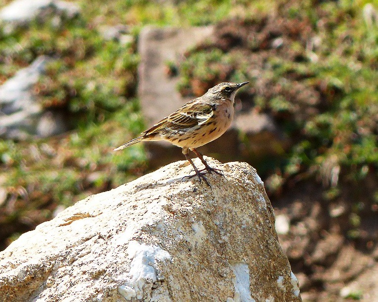 Rosy Pipit - ML62842641