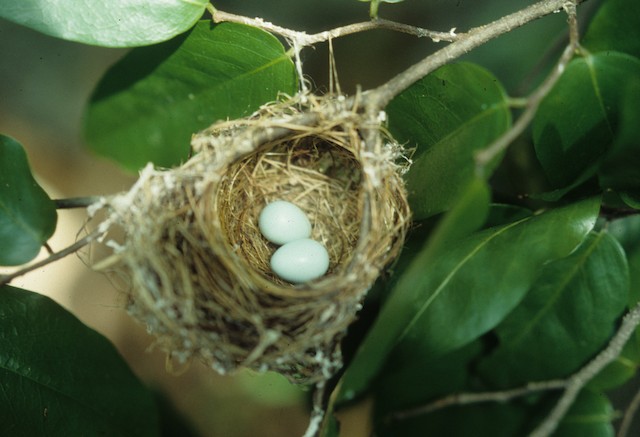 Nest with two eggs. - Bridled White-eye - 