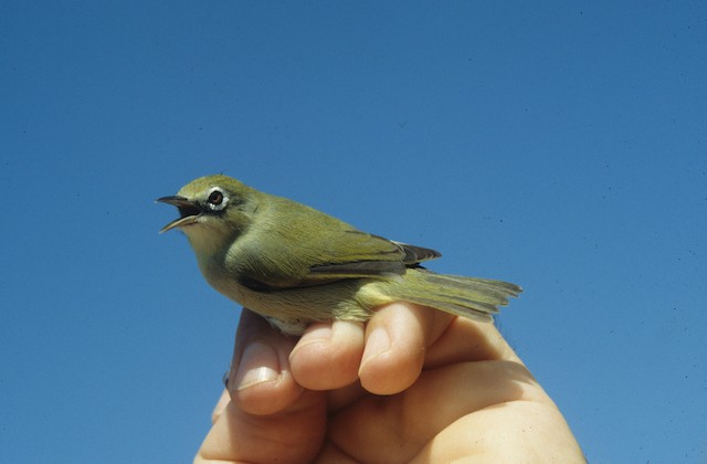  - Bridled White-eye - 