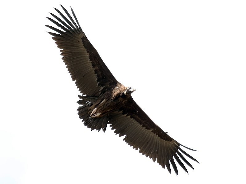 Cinereous Vulture - Pavel Parkhaev