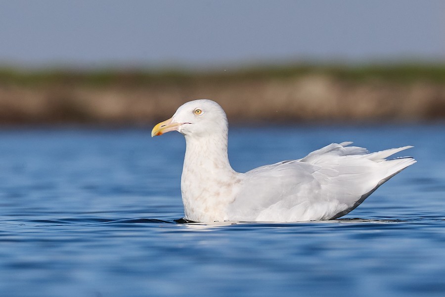 Glaucous Gull