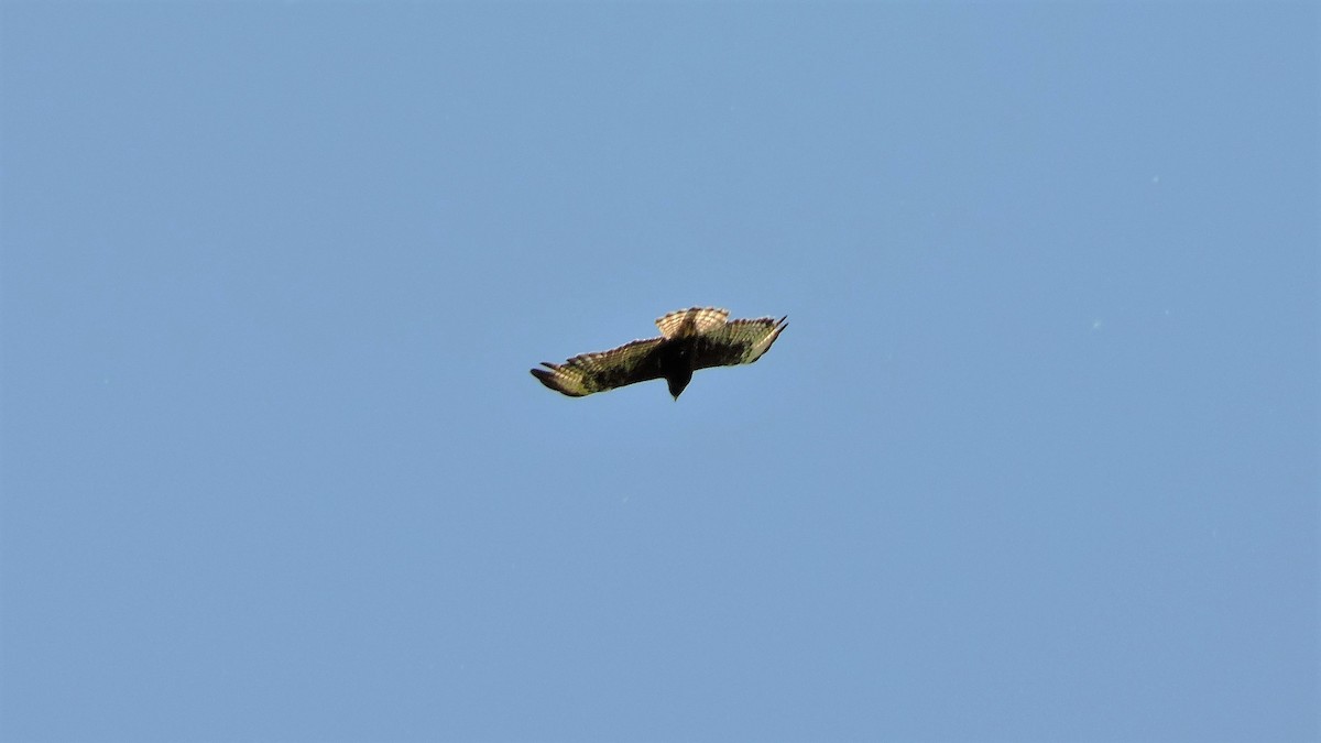 Short-tailed Hawk - S. K.  Jones