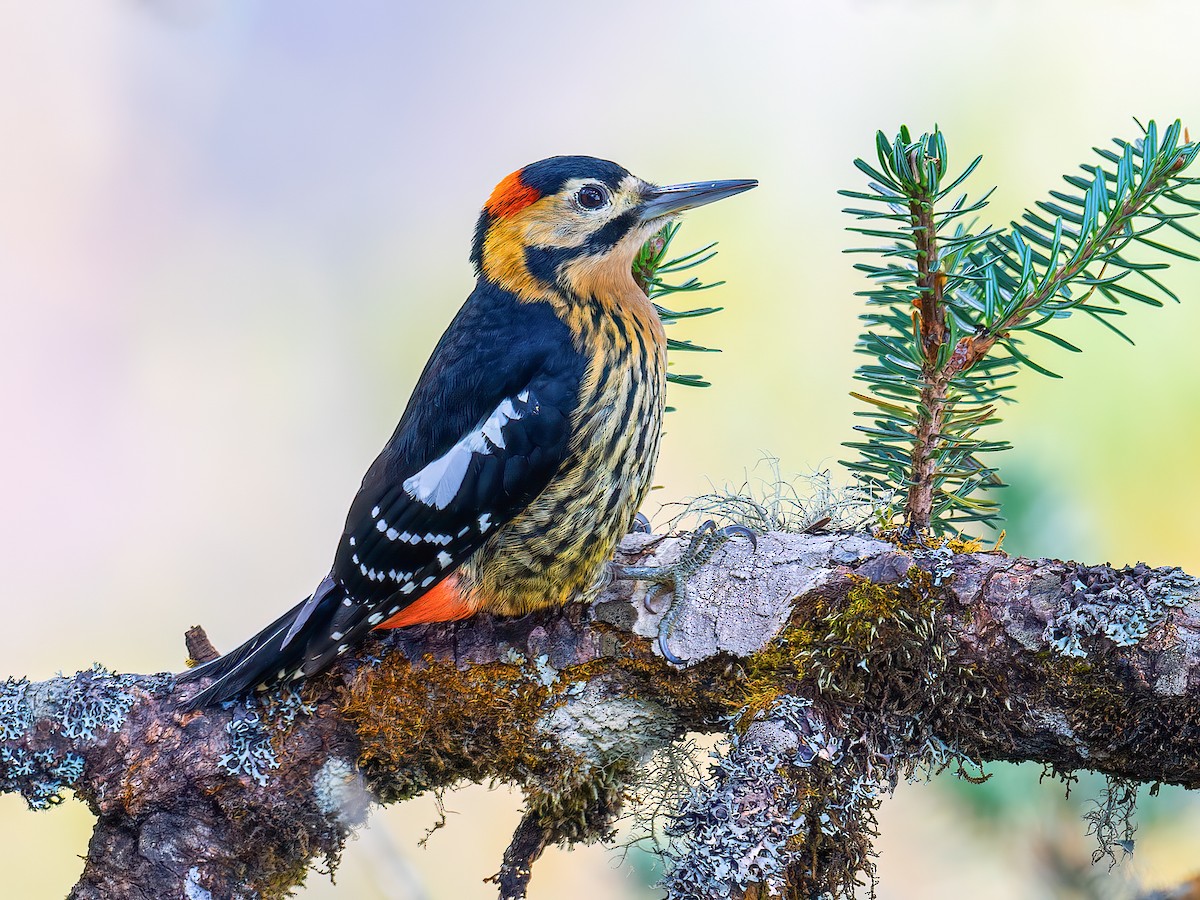 Darjeeling Woodpecker - Dendrocopos darjellensis - Birds of the World
