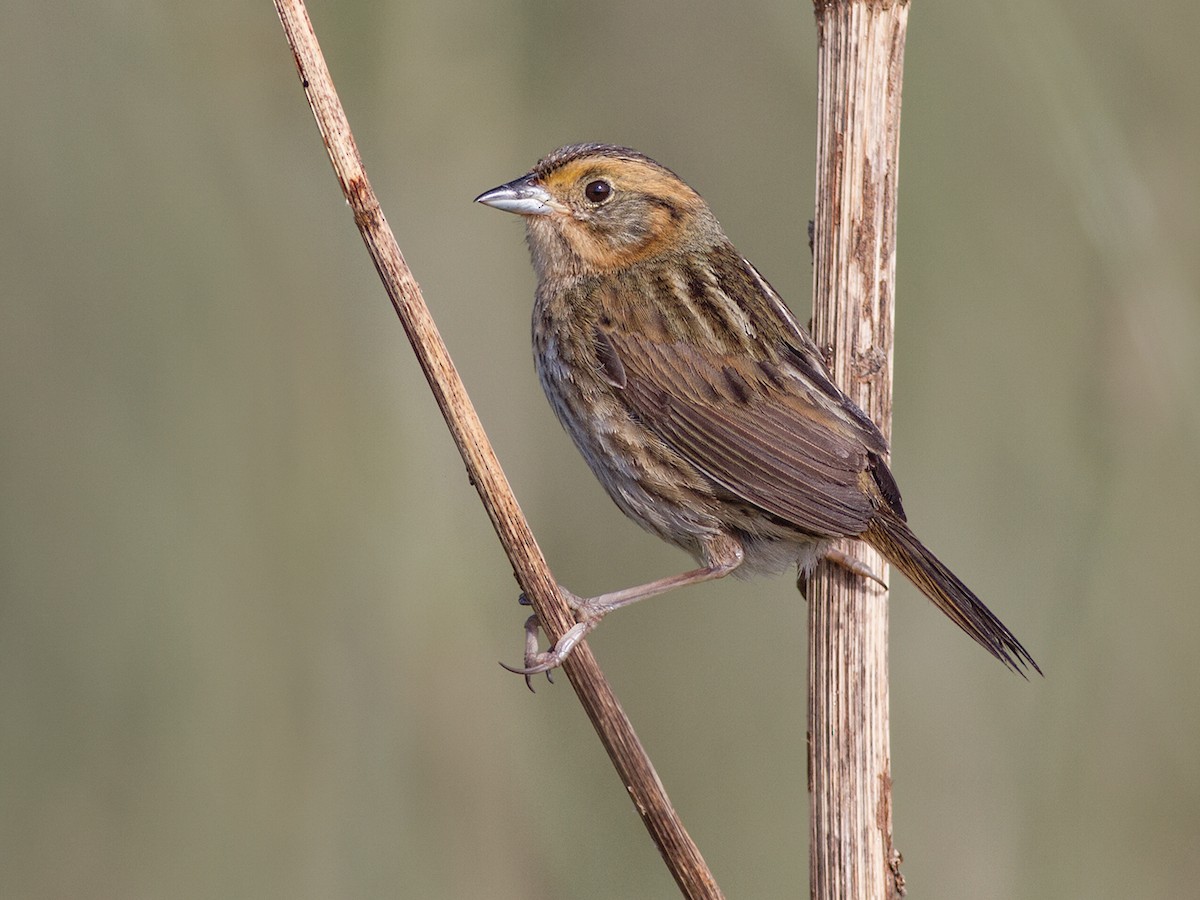 Nelson&rsquo;s Sparrow - Ammospiza nelsoni - Birds of the World