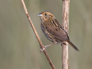 Vids Othersparrow Videos