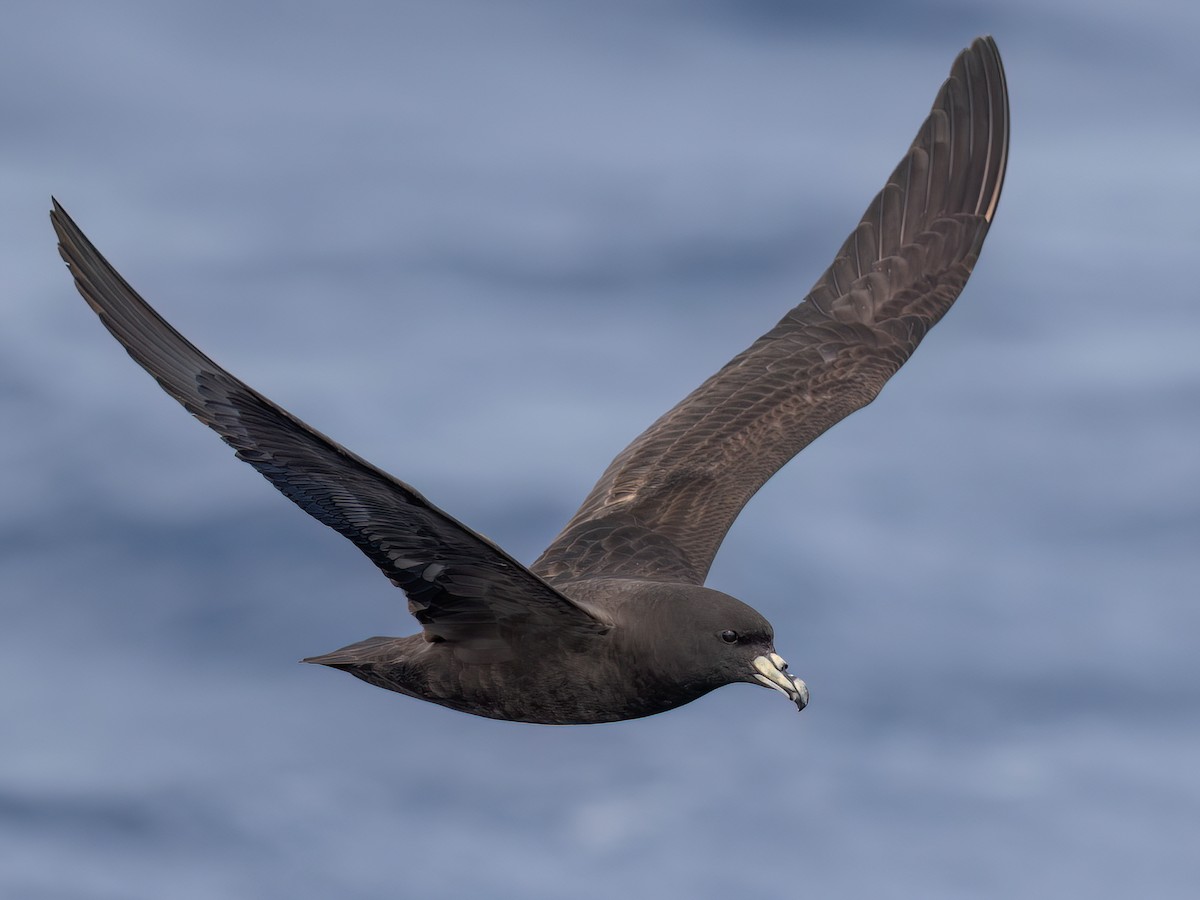 Parkinson's Petrel - Procellaria parkinsoni - Birds of the World