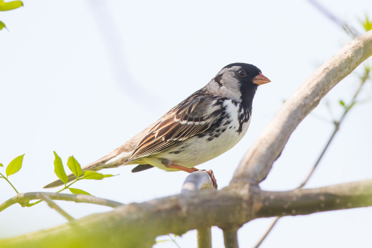Harris's Sparrow - ML62853861