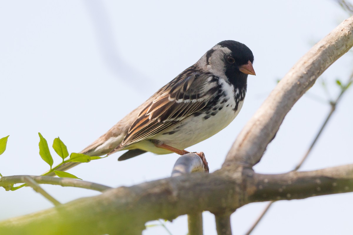 Harris's Sparrow - ML62853871